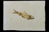 Fossil Fish (Knightia) - Wyoming #159534-1